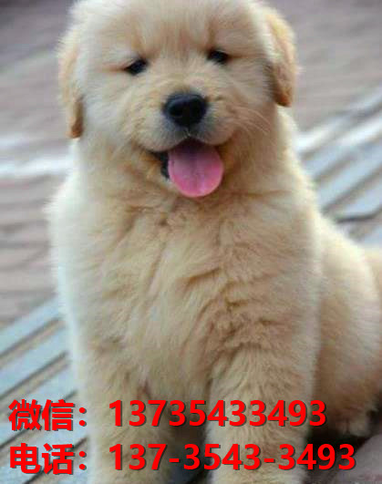 娄底犬舍宠物狗出售纯种金毛犬卖狗买狗网站在