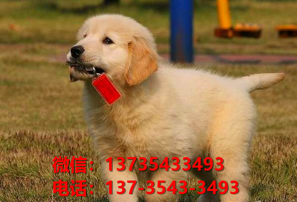 衡阳宠物狗犬舍领养纯种金毛犬网上卖狗买狗地方在哪有狗市场