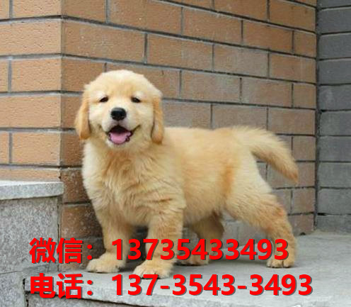 益阳宠物狗犬舍出售纯种金毛犬网上买狗卖狗网站在哪有狗市场