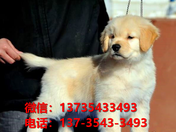 益阳宠物狗犬舍出售纯种金毛犬网上买狗卖狗网