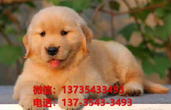 湘潭宠物狗犬舍领养纯种金毛犬网上买狗卖狗地
