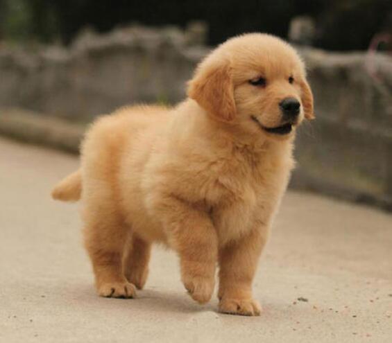 红河个旧买金毛幼犬出售金毛小狗哪里有卖