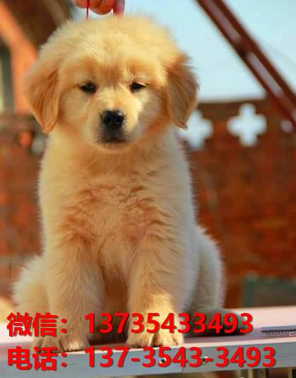 菏泽宠物狗犬舍领养纯种金毛犬网上买狗卖狗的