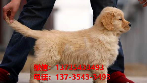 黄石宠物狗犬舍出售纯种金毛犬买狗卖狗网站在哪有狗市