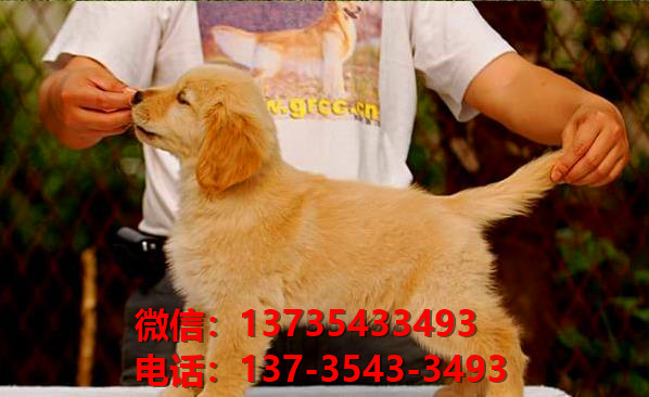 漯河宠物狗犬舍出售纯种金毛犬网上买狗卖狗地
