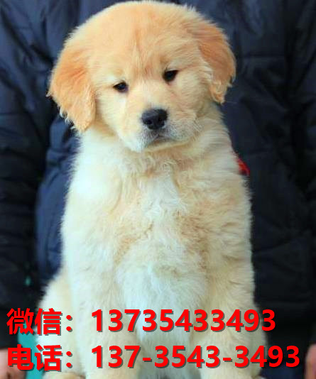 德阳宠物狗犬舍出售纯种金毛幼犬网上卖狗买狗