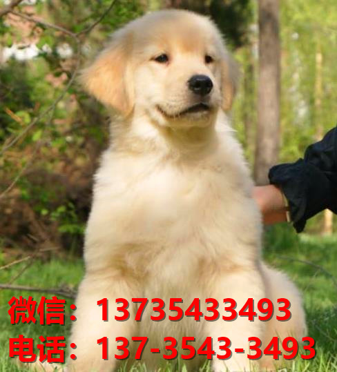 攀枝花宠物狗犬舍出售纯种大头金毛犬领养卖狗