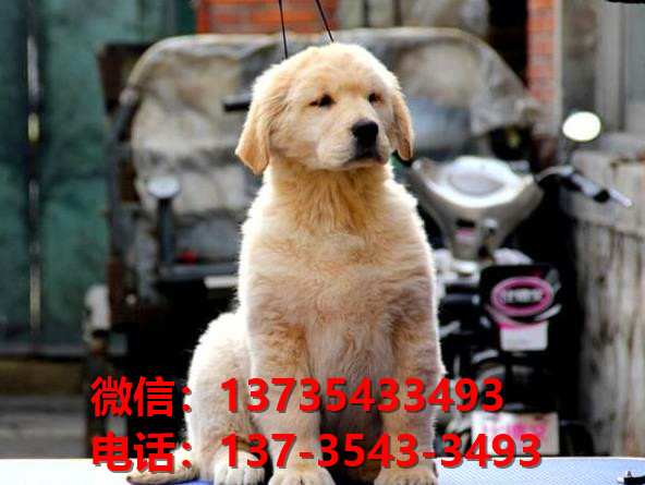 楚雄宠物狗狗犬舍出售纯种金毛犬卖狗买狗地方在哪领养狗市场