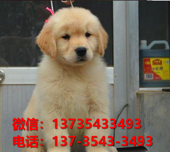 楚雄宠物狗狗犬舍出售纯种金毛犬卖狗买狗地方