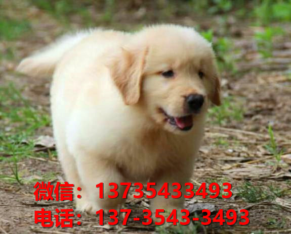 楚雄宠物狗狗犬舍出售纯种金毛犬卖狗买狗地方在哪领养狗市场