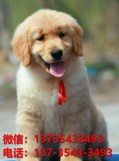 内江宠物狗犬舍出售纯种金毛犬网上买狗卖狗地