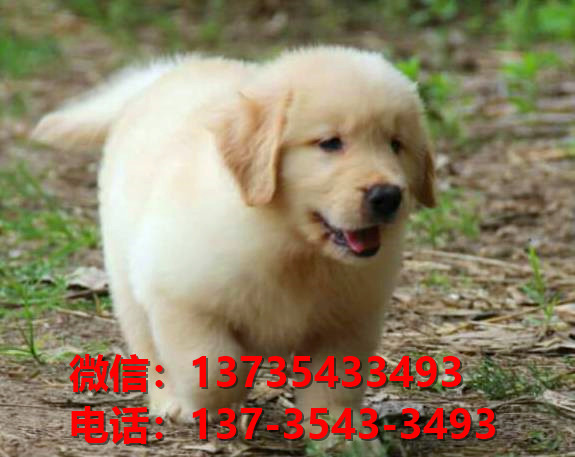 文山宠物狗狗犬舍出售纯种金毛犬卖狗买狗地方