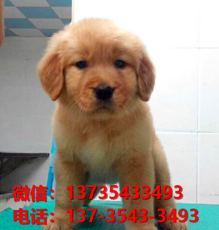合肥宠物狗狗犬舍出售纯种金毛犬卖狗买狗地方在哪有狗市场领养