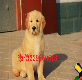  合肥枫叶红金毛幼犬多少钱一只大头金毛性格