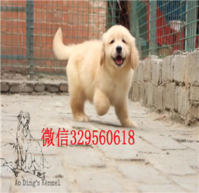  福州金毛犬出售  纯种金毛能长多大_枫叶红金