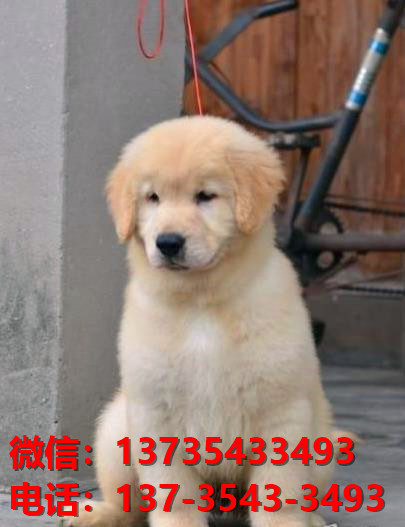 出售纯种金毛犬大型犬卖狗买狗地方湖北武汉狗场在哪领养狗狗