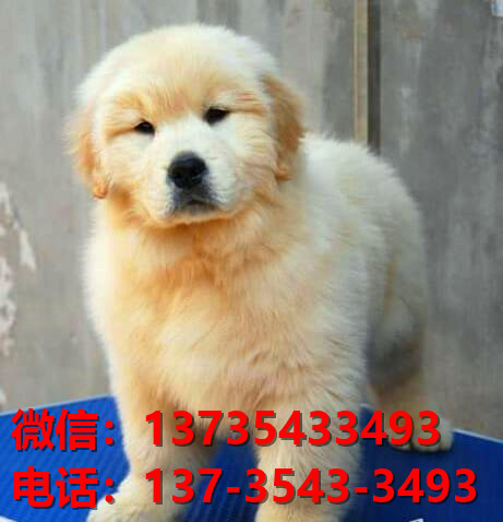 出售纯种金毛犬大型犬卖狗买狗地方湖北武汉狗