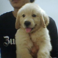 文山西畴县买金毛请进 狗场常年出售小金毛