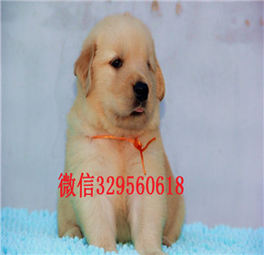 深圳枫叶红金毛 大骨架 宽嘴 疫苗齐全健康纯