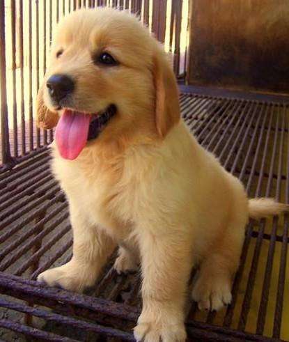 南宁犬舍长期出售纯种金毛