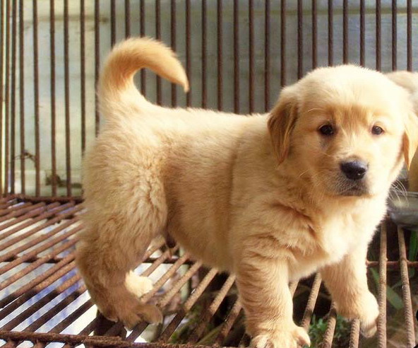 楚雄牟定县买狗 牟定县哪里买金毛犬