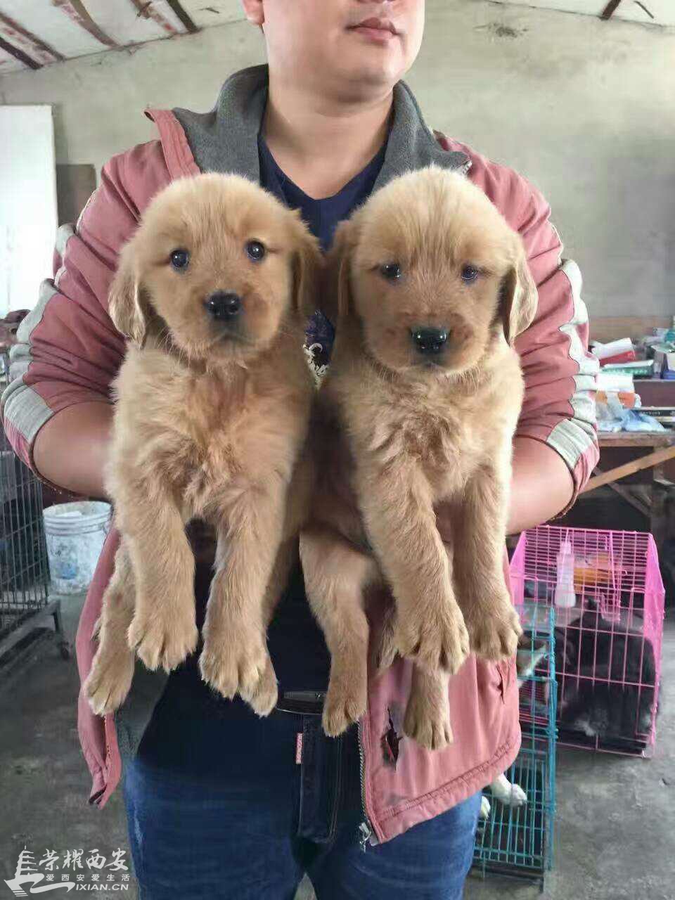 狗舍搬迁，低价出售一批宠物狗，喜欢的联系