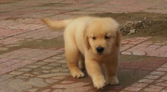 金毛幼犬领养拉拉泰迪博美比熊柯基柴犬