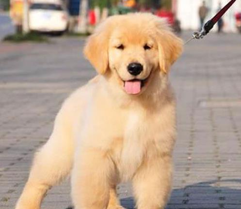 金毛幼犬领养拉拉泰迪博美比熊柯基柴犬