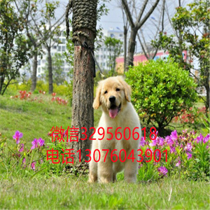 天津金毛犬出售 天津哪里卖纯种金毛 金毛幼犬出售