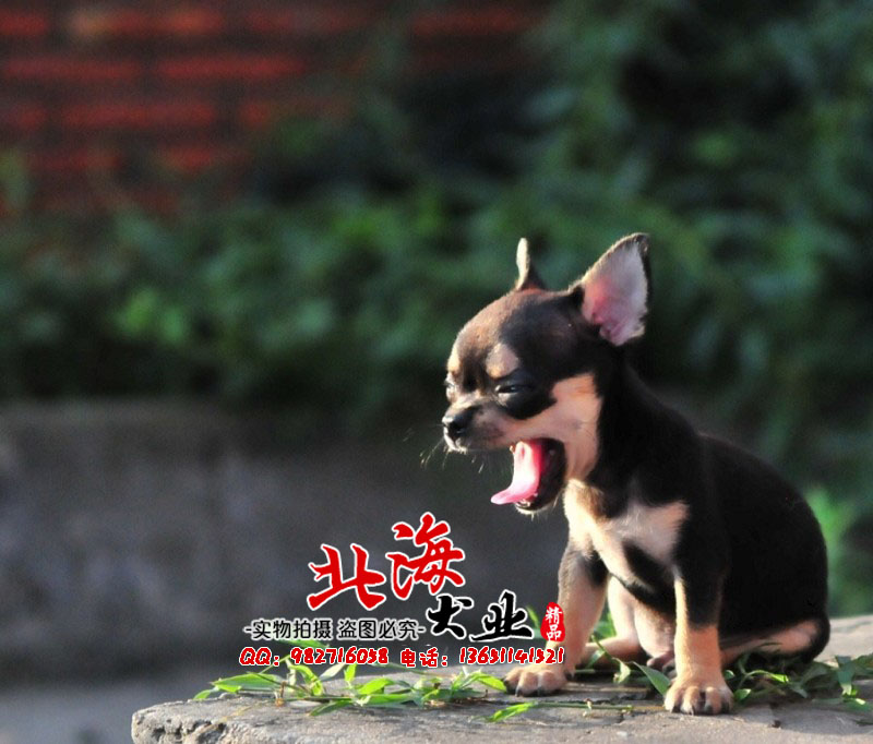 北京通州区哪里卖纯种吉娃娃幼犬多少钱一只