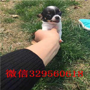 赤峰哪里卖纯种吉娃娃 小体吉娃娃多少钱一只