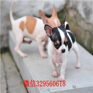 合肥吉娃娃犬出售 合肥哪里有卖吉娃娃 小体吉