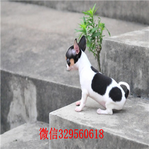  宁波哪里卖吉娃娃宁波吉娃娃多少钱 纯种墨西哥苹果头吉娃娃黄白花黑白花