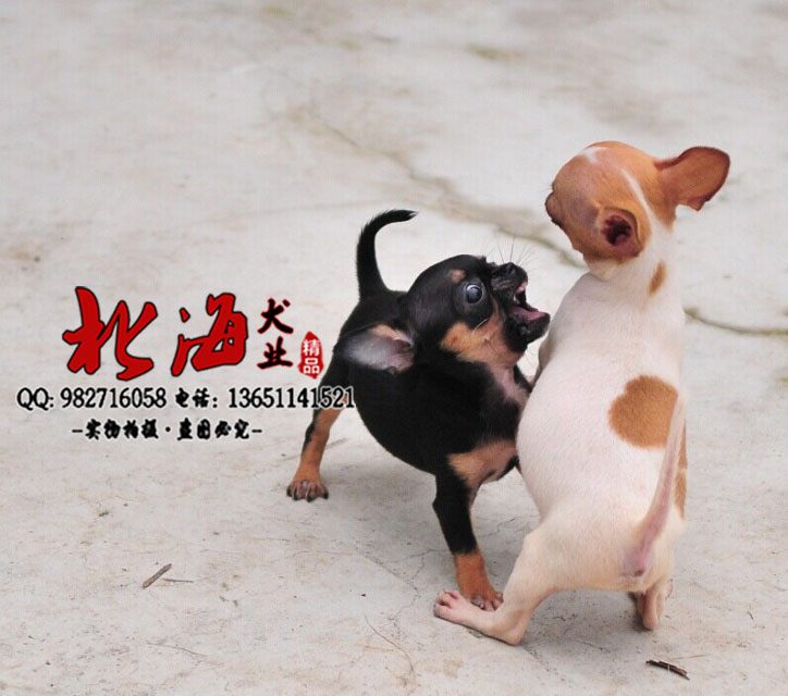 北京密云区纯种吉娃娃幼犬价格