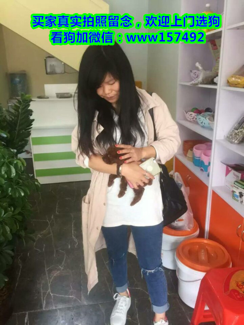 宁波本地宠物店 出售纯种吉娃娃等各类宠物狗