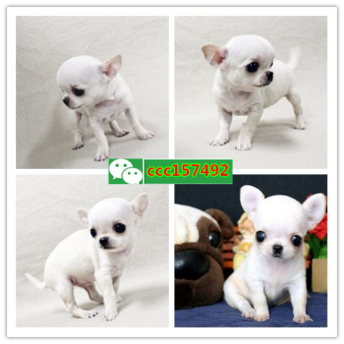 福州宠物网、福州卖狗信息、福州宠物狗多少钱