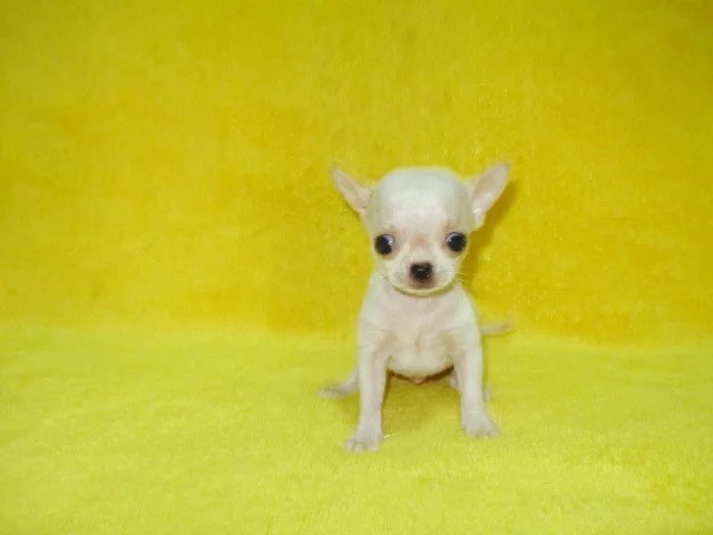 济南哪里卖铁包金吉娃娃 济南哪里卖健康的吉