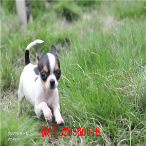  北京大兴哪里有卖吉娃娃犬 小体吉娃娃 黑色