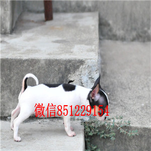 福州免费送货 看视频 吉娃犬纯种健康保终身 