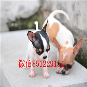 热销多只优秀的纯种吉娃娃签订合法售后协议 