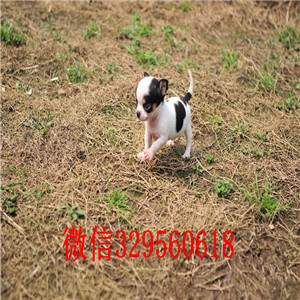 合肥吉娃娃 纯正苹果头保证品质和健康 