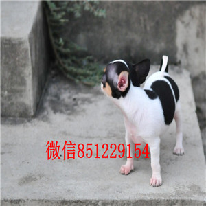 数只苹果大头吉娃娃长沙特价出售 花色齐全 乖巧懂事