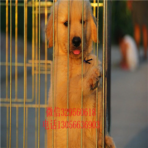 哈尔滨金毛多少钱 哈尔滨哪里有卖纯种金毛犬