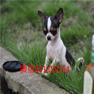 数只苹果大头吉娃娃长沙特价出售 花色齐全 乖巧懂事