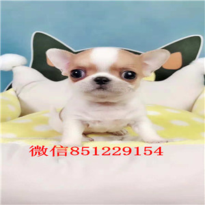 买一赠一 宁波大型犬舍热销纯种苹果头吉娃娃