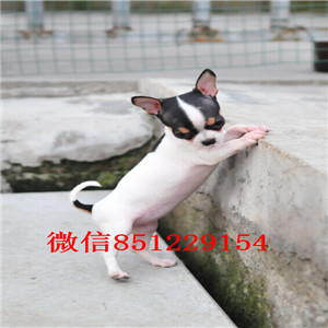 买一赠一 宁波大型犬舍热销纯种苹果头吉娃娃物美价廉