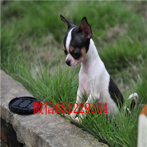 买一赠一 宁波大型犬舍热销纯种苹果头吉娃娃物美价廉