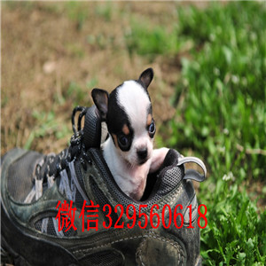 合肥出售吉娃娃 标准苹果头哪里有卖纯种吉娃娃苹果头短毛小体吉娃娃墨西哥苹果头吉娃娃幼犬