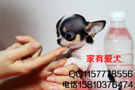 北京哪里出售吉娃娃  吉娃娃几个月的好养活