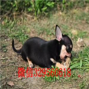 淮北出售吉娃娃 标准苹果头黑白花吉娃娃极品